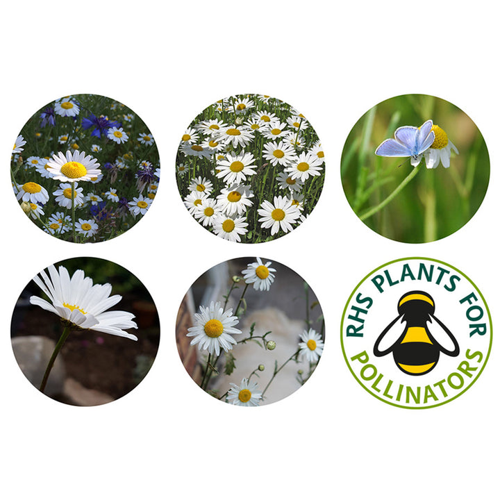 Oxeye Daisy | Luxury Tube of 20 Seedballs | Cracker Filler | Little Gift