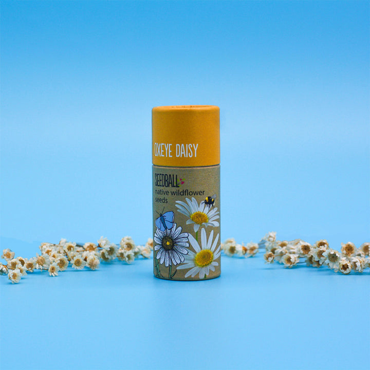 Oxeye Daisy | Luxury Tube of 20 Seedballs | Cracker Filler | Little Gift