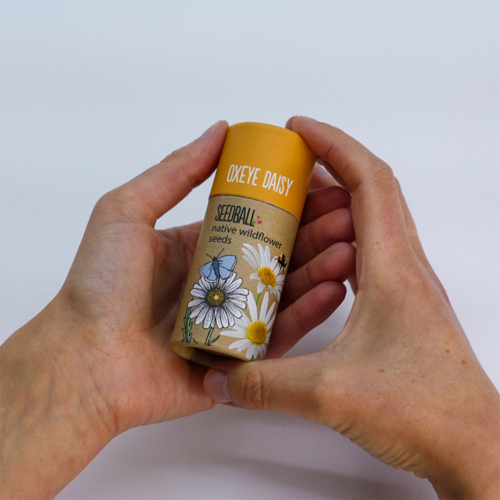 Oxeye Daisy | Luxury Tube of 20 Seedballs | Cracker Filler | Little Gift