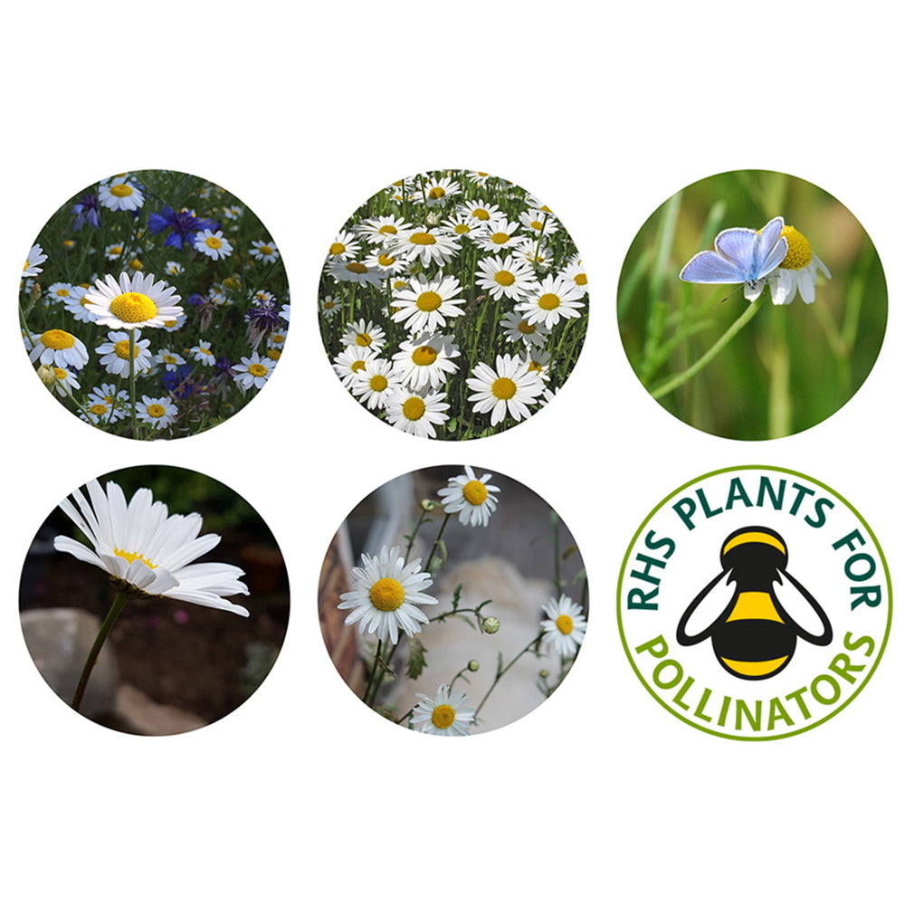 Oxeye Daisy | 12 Native Wildflower Seedballs | Mini Gift | Cracker Filler
