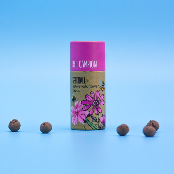 Red Campion | Luxury Tube of 20 Seedballs | Cracker Filler | Little Gift