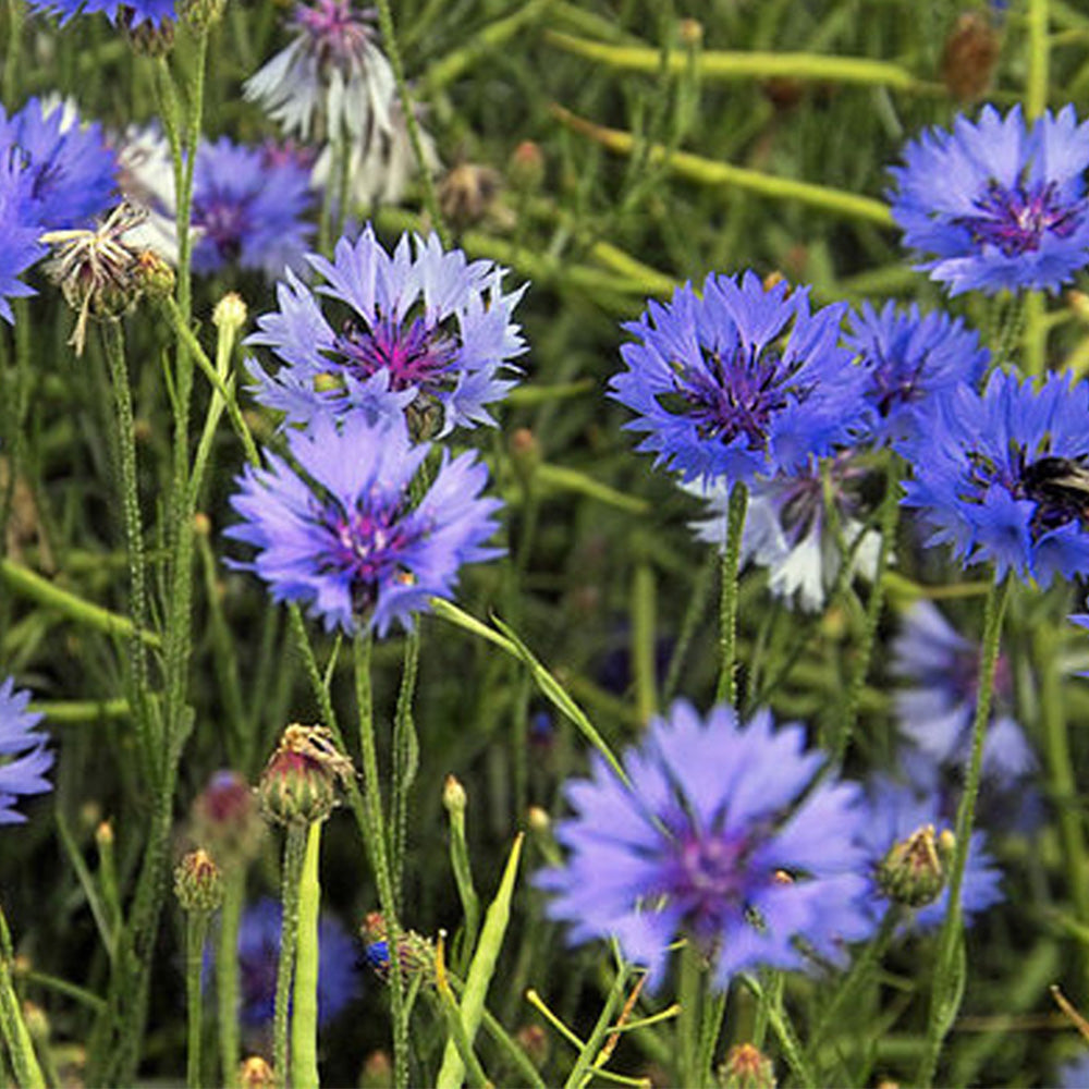 Matchbox Mini Cornflower Seed Bombs | Mini Gifts