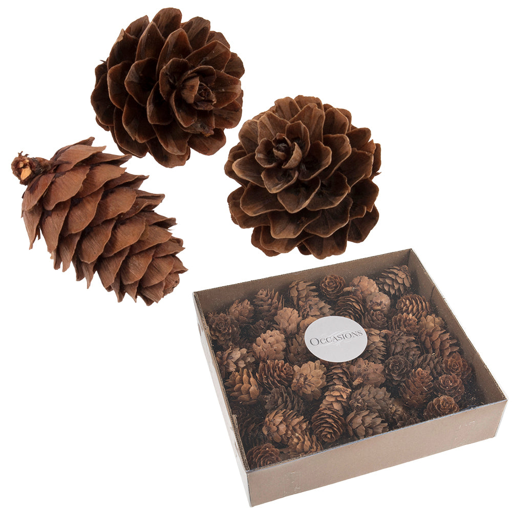 Small Natural Pinecones for Christmas | 100 Pieces | Average 3cm Long