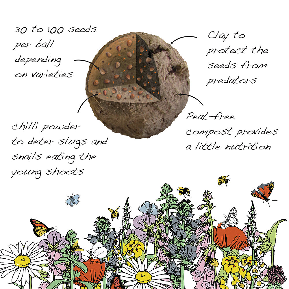 Matchbox Bee Friendly Plants Seed Bombs | Cracker Filler | Mini Gift