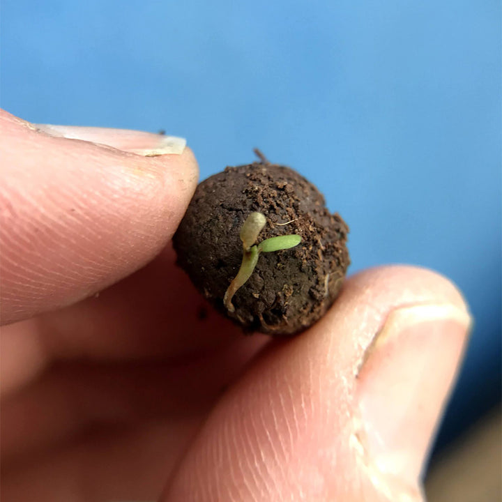 Mini Tin of 5 Seedballs for Bees | Christmas Design | Cracker Filler | Mini Gift