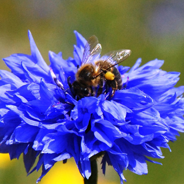 Matchbox Mini Cornflower Seed Bombs | Mini Gifts