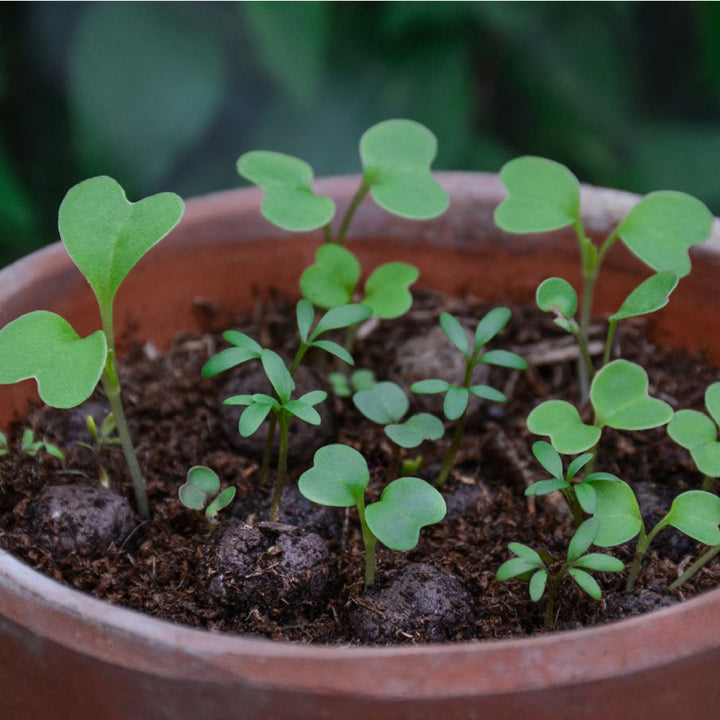 Matchbox Mini Forget-Me-Not Seed Bombs | Mini Gifts